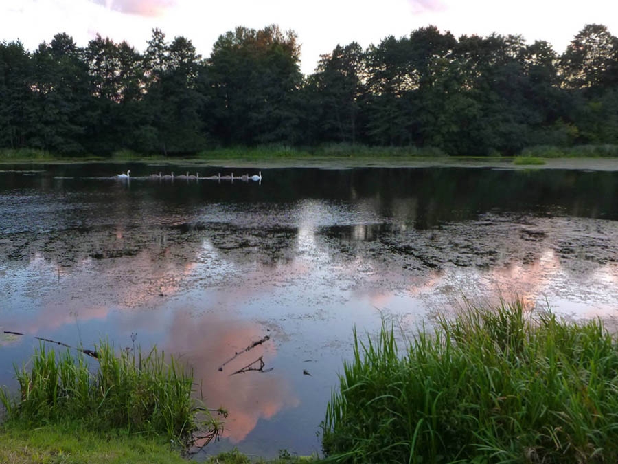 Лебеди на пруду в Мельниково