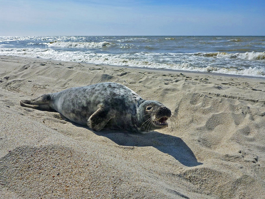 Тюлень на пляже в Витланде