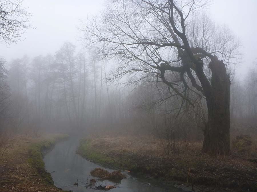 Осенний туман в Кальтхофским парке