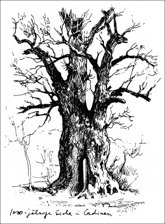 "Тысячелетний" дуб в Кадинах, рис. до 1945 г.