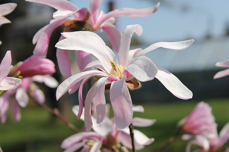 Магнолия (lat. Magnolia)